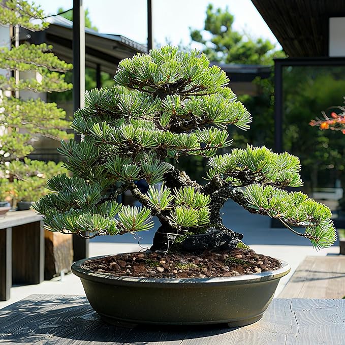Premium Bonsai Soil 10qt- Aerated & Fast-Draining for Bonsai Pots, Promotes Healthy Growth