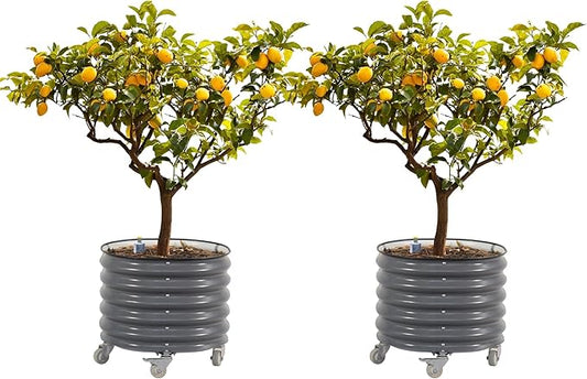 Rolling Metal Citrus Tree Planter, Self-Watering Round Large Pot for Growing Trees Tomatoes Vegetables and Flowers, Raised Garden Bed with Wheels for Porch Patio & Backyard, Twin Pack-Modern Gray