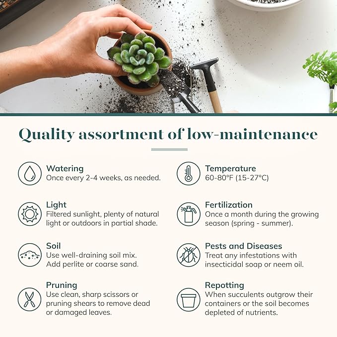 Shop Succulents Verde Succulent Plant Pack Bulk Collection - Live Mini Succulent Plants, Low Maintenance, Mix of Green Succulents & Textures - Wedding and Party Favors, Gift & Garden, Pack of 140