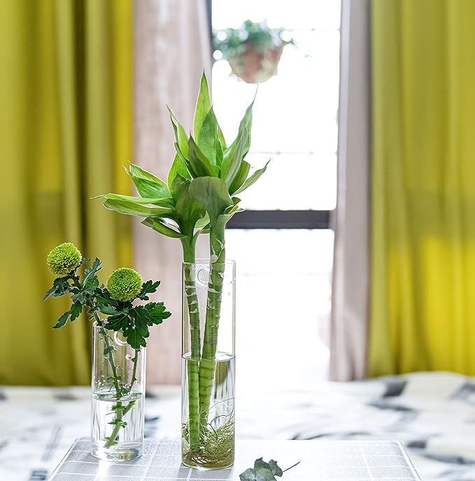 2 Pack Wall Hanging Planters Glass Terrariums - Cylindrical Plants Holders Air Plants Succulents Planters Flowers Glass Wall Vase Containers for Decor Indoor Garden