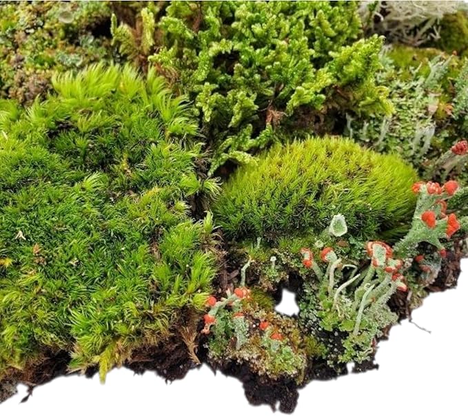 Super Fairy Garden Assortment Moss and Lichen for Terrarium, 6"x9" Bag