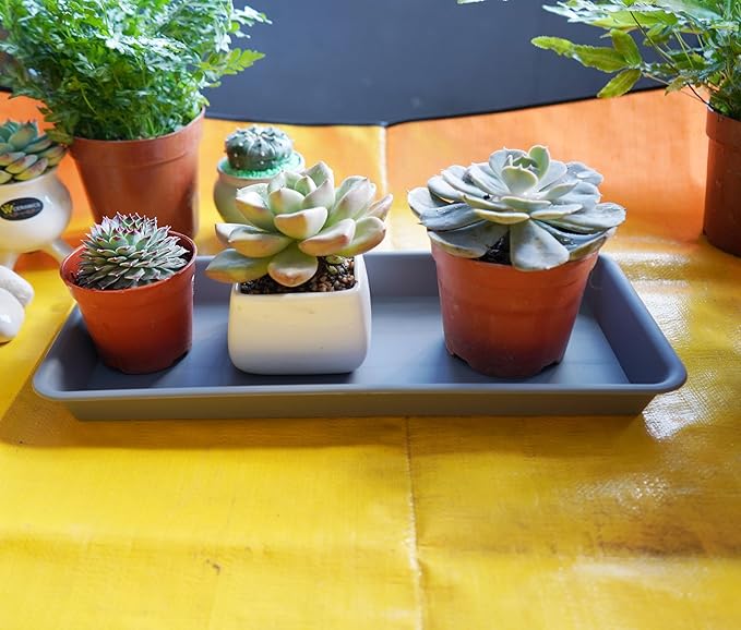 6 Pack Rectangular Plastic Plant Tray Saucer, Gray, 6 x 11 Inch, Indoor/Outdoor, Durable & Water Resistant