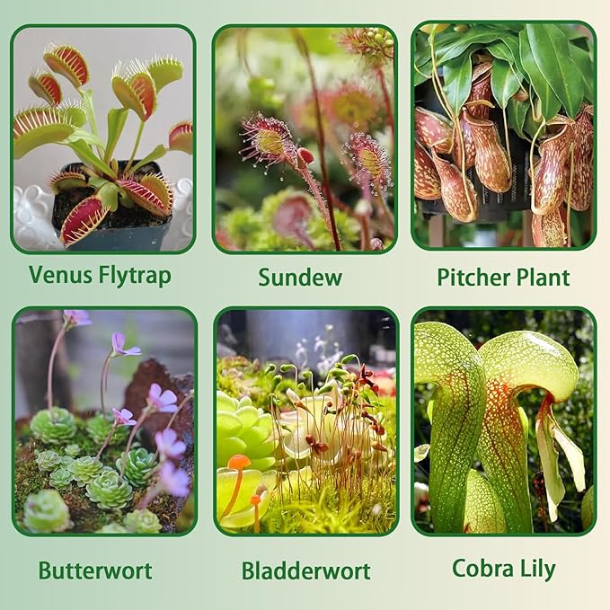 Carnivorous Plant Soil Mix 1qt, Pure Peat Moss and Perlite Mixture for Venus, Pitcher, Butterwort, Nepenthes, Sundew