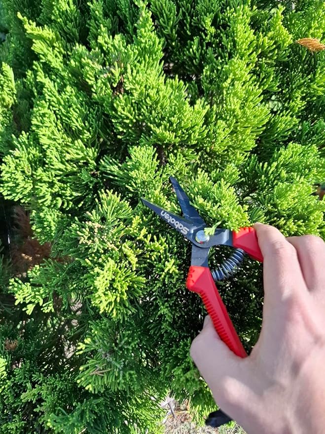 Saboten SD-8 Japanese Micro Tip Harvesting Snips, Ultra-Light 2.3 oz (65g) Pruning Scissors for Herbs, Flowers & Vegetables, HRC60 Blade Steel, Spring Action + Safety Lock, Made in Japan
