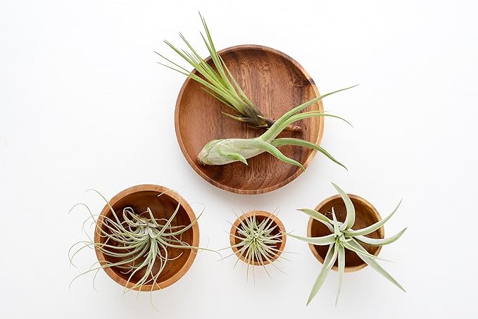 Tillandsia Air Plants Live Indoor Plants (6PK), Airplants Variety Live Plant Kit, Tropical Plants Live Houseplants, Air Plant Live Succulents Plants Live Plants Indoor House Plants by Plants for Pets