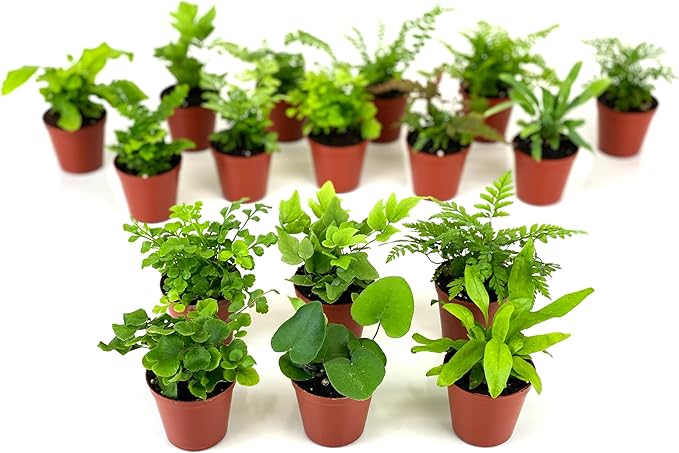 Mini Fern Plants (6 Plants) (2" Pots) Terrariums | Fairy Gardens | Assorted Varieties