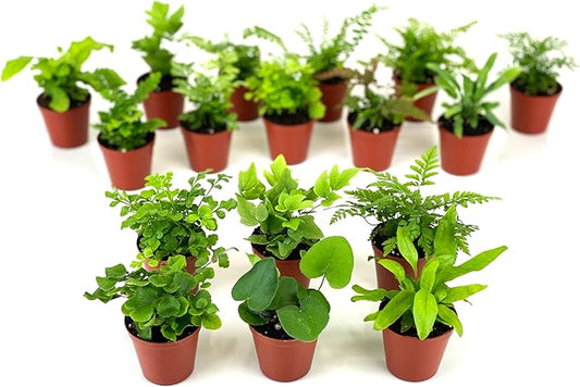 Mini Fern Plants (6 Plants) (2" Pots) Terrariums | Fairy Gardens | Assorted Varieties