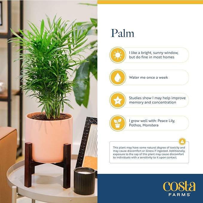 Costa Farms Parlor Palm Live Plant in Decorative Pot, Air Purifying Indoor Houseplant, Perfect for Home, Room, or Office Decor, Great House Warming or Birthday Gift, 14-18 Inches Tall