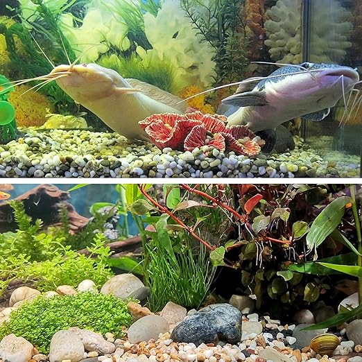 Natural River Rocks 1-2 Inch Ornamental Polished Pebbles Pebbles for Indoor Plants Small Rocks Decorative Rocks for Potted Plants Aquarium Gravel River Rocks for Plants,Aquarium,Fish Tank,Vases 1 LB