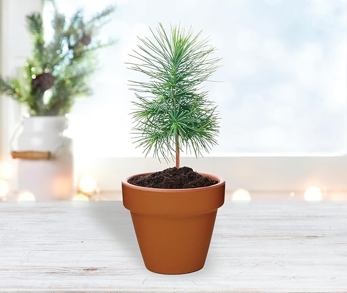 BUZZY Seeds Spruce Terracotta Mini Grow Pots – Indoor Tree Starter Kit Bulk 20-Pack – DIY Planting Kit – Grow Mini Spruce Trees for Gardening, Classroom Projects, Crafts, Gifts & Earth Day