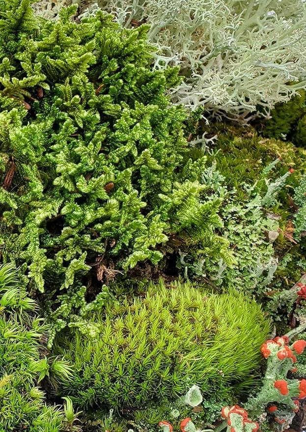 Small Value Fairy Garden Starter Kit Moss and Lichen for Terrarium, 5"x7" Bag