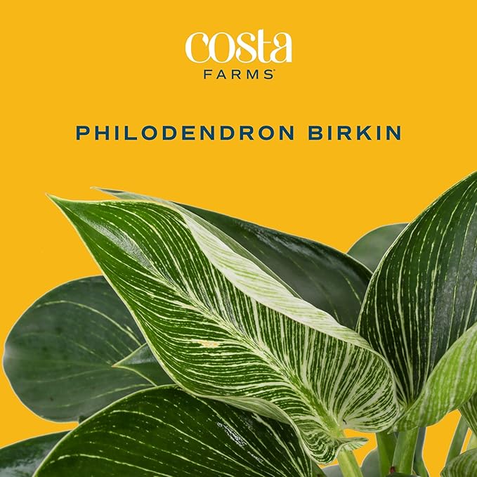 Costa Farms Philodendron Birkin Live Plant in Decorative Pot, Air Purifying Indoor Houseplant, Perfect for Home, Room, or Office Decor, Great House Warming or Birthday Gift, 12-18 Inches Tall
