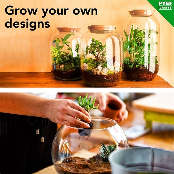 DIY Terrarium Kit for Plants – Build a Self‑Sustaining Closed Ecosystem – Supplies for Up to 68 oz (1‑2 Liter) – Succulents, Air Plants (Tillandsia), Fern – Jar Not Included
