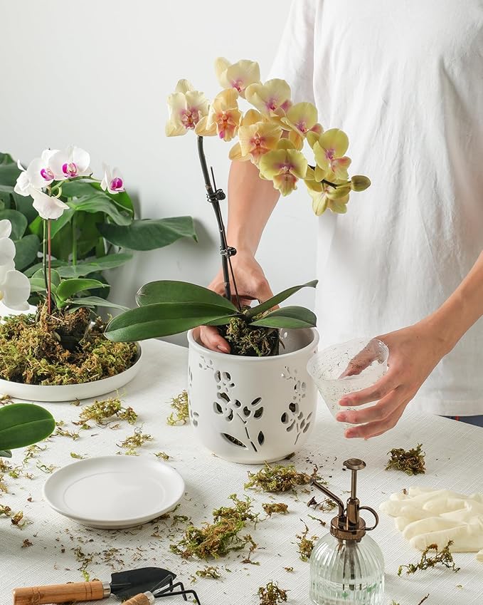 Orchid Pot, 6.5 inch Large Orchid Pots with Holes for Healthy Growth and Easy Repotting, Premium Ceramic Orchid Planter for Indoor and Outdoor Use, (Note : Plant Not Included)