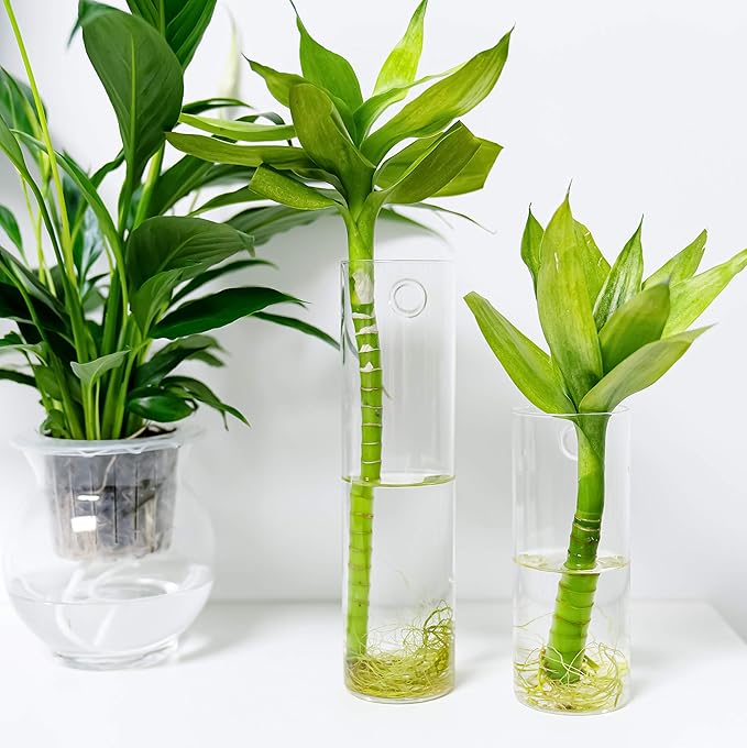 2 Pack Wall Hanging Planters Glass Terrariums - Cylindrical Plants Holders Air Plants Succulents Planters Flowers Glass Wall Vase Containers for Decor Indoor Garden