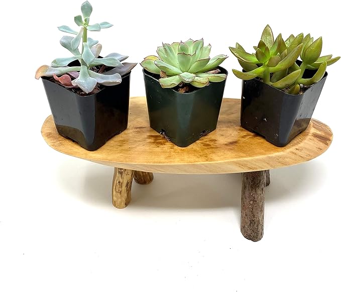 TJ Global Rustic Small Long Wood Slice Plant Stand, Mini Wooden Stool Vase Stand, Display Stand, Perfect for Home Decor in Any Room Office Garden L9.5 x W3.5 x H3 (1 Stand)