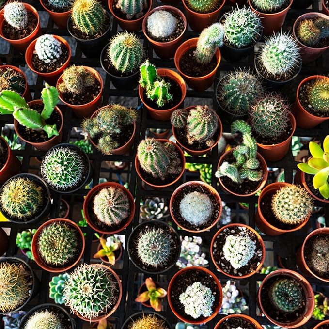KINGLAKE GARDEN Small Terracotta Plastic Pots,50 Packs 2 Inch Small Plant Pots with Drainage Holes,Mini Nursery Plastic Plant Planters for Succulents,Indoor Outdoor Plant