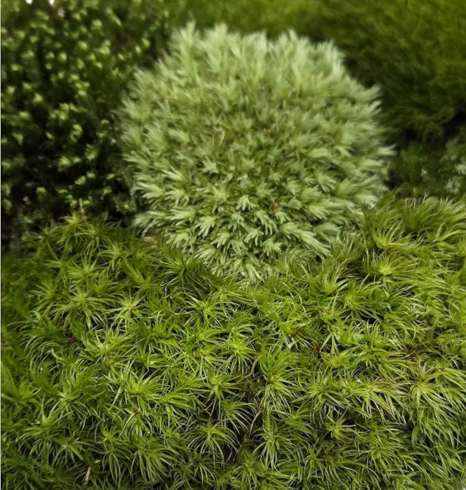 Super Fairy Garden Assortment Moss and Lichen for Terrarium, 6"x9" Bag