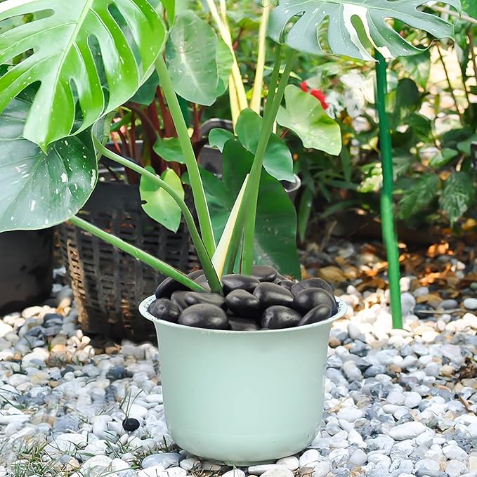 5 lbs Black Pebbles for Indoor Plants, 1-2 Inch Decorative Black River Rocks for Plants, Garden Landscaping, Vase, Yard Walkway, Paving and Outdoor Decorative Stones