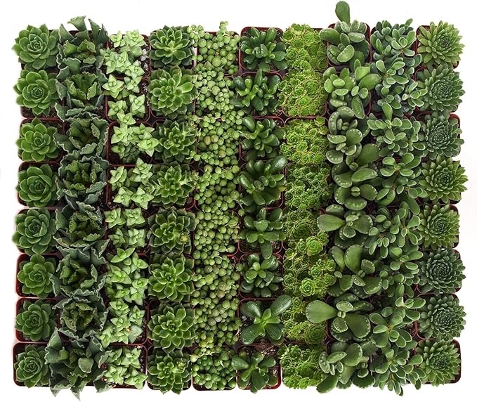 Shop Succulents Verde Succulent Plant Pack Bulk Collection - Live Mini Succulent Plants, Low Maintenance, Mix of Green Succulents & Textures - Wedding and Party Favors, Gift & Garden, Pack of 256