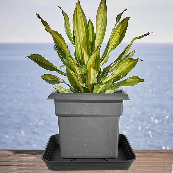 2 Pack Square Plant Saucer Tray 14 inch, Heavy Duty Plastic Plant Saucers for Indoors Outdoor, Flower Plant Drip Trays for Pots, Square Seed Starting Tray, Seedling Growing Trays