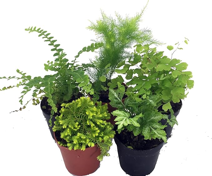 Mini Ferns for Terrariums/Fairy Garden - Live Plants - 5 Different Plants-2" Pots
