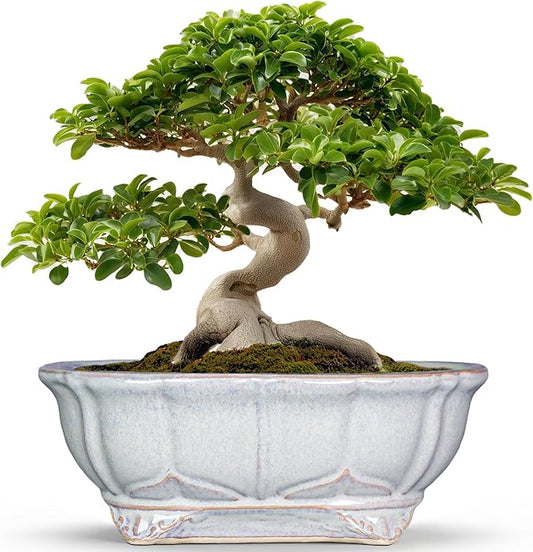 13.2 Inch Succulent Pots - Ceramic Bonsai Tree Pots with Drainage Hole, Shallow Succulent Planters for Indoor Plants Outdoor, Decorative Flower Pot, Home Decor, Plant Lover Gifts, Oval Grey