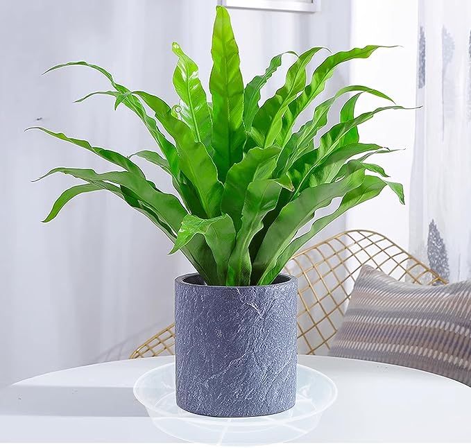 6 Pack Plant Saucer Drip Tray 16 inch, Potting Trays for Plants, Heavy Sturdy Plastic Planter Flower Pot Saucers for Indoor Outdoor Garden, Plant Water Drip Trays for pots (16", Clear)