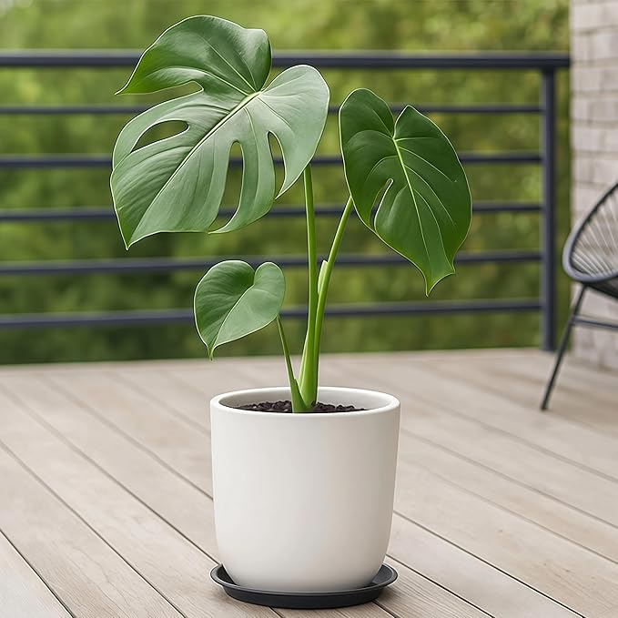 10 Pack Plant Saucer 20 Inches Plant Trays for Pots Plastic Round Drip Trays Flower Pot Saucers Black Planter Water Tray Plant Drainage Tray, Black