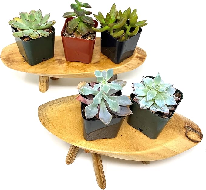 TJ Global Pack of 2 Rustic Small Long Wood Slice Plant Stand, Mini Wooden Stool Vase Stand, Display Stand, Perfect for Home Decor in Any Room Office Garden L9.5 x W3.5 x H3 (2 Stands)