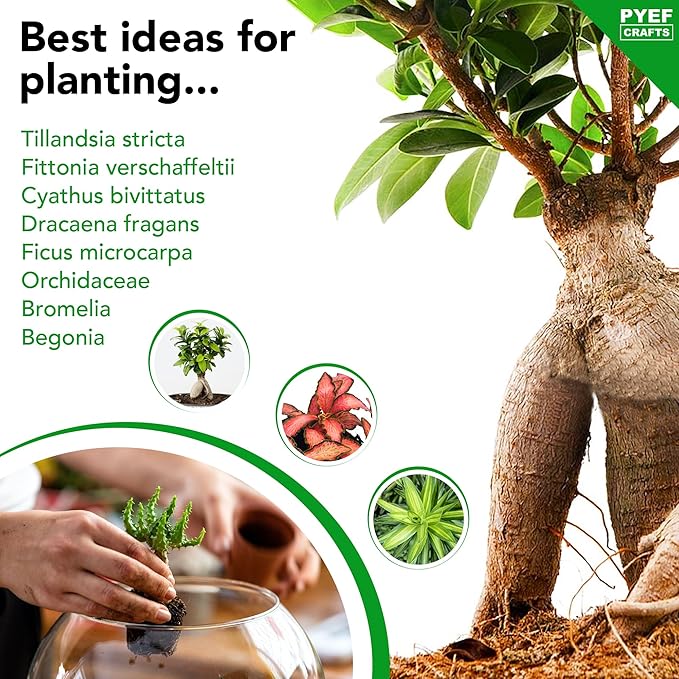 DIY Terrarium Kit for Plants – Build a Self‑Sustaining Closed Ecosystem – Supplies for Up to 68 oz (1‑2 Liter) – Succulents, Air Plants (Tillandsia), Fern – Jar Not Included