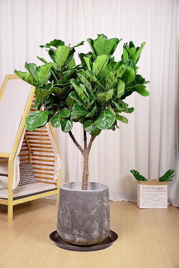 6 Pack of 20 inch Plant Saucer (18 Inch Base), Plant Tray 20 Inch Round, Plant Saucers for Indoors, Plant Trays for Pots, Flower Pot Saucers, Pot Saucers for Planter 16-21" (20", Brown)