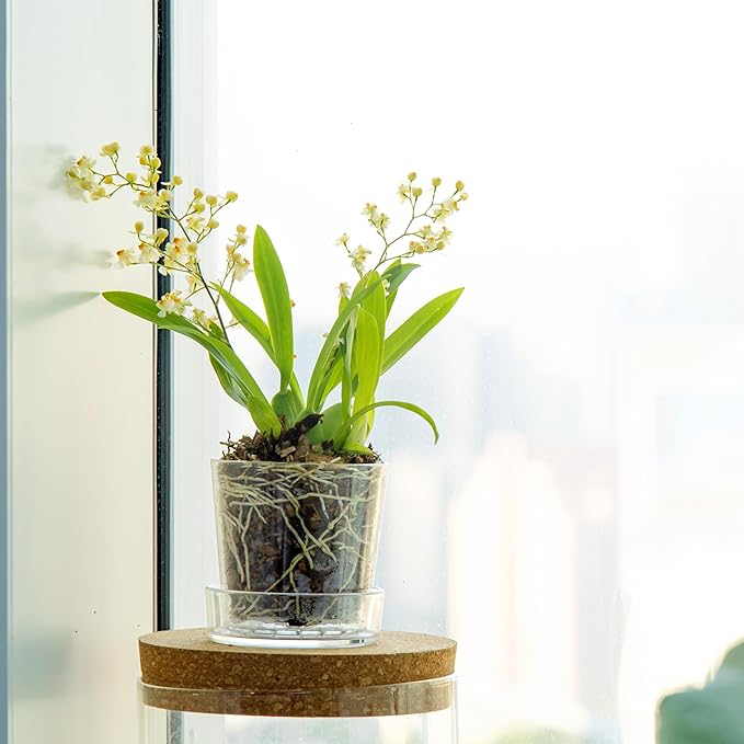 Phoenix Vine 3.5 Inch Clear Acrylic Planter Pot with Tray, Orchid Pot with Drainage Holes, Deep Saucer for Bottom Watering, Transparent Containers for Indoor Plants, Herbs, Set of 2, 91-A-D-2