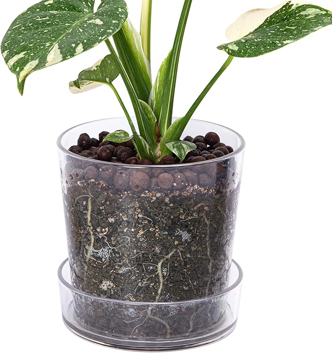 Phoenix Vine 6.5 Inch Clear Acrylic Planter Pot with Tray, Orchid Pot with Drainage Holes, Deep Saucer for Bottom Watering, Transparent Containers for Indoor Plants, Herbs, Set of 1, 91-A-F-1