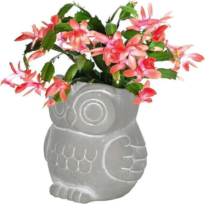 Classic Home and Garden Cement Buddies Animal Planters - Cute Desk Decoration - UV Coated Animal Vase w/Removable Drain Plug - Succulent Plant Pot for Indoor/Outdoor (Owl Planter, Natural, Large)