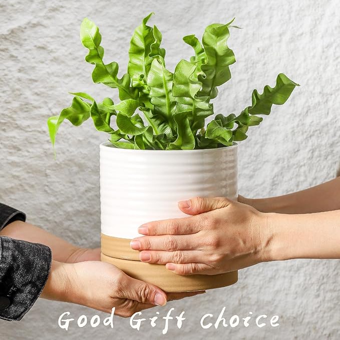 HASENSE Ceramic Plant Pots Indoor Outdoor, 6 Inch Pot for Plants with Drainage Hole and Saucer, White Modern Flower Planter for Housewarming Gift
