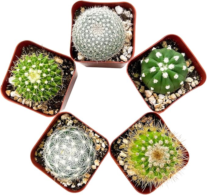 Sprout N Green Live Cactus Plants, 30 Pack Assorted Real Cacti Potted in 2" Starter Pot with Soil Mix, Rare Small Indoor House Plants for Home Garden Wedding Decor Party Favor