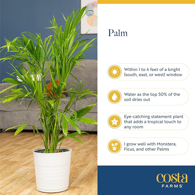 Costa Farms Bamboo Palm Live Plant in Decorative Pot, Air Purifying Large Indoor Houseplant, Perfect for Home, Room, or Office Decor, Great House Warming or Birthday Gift, 3-4 Feet Tall