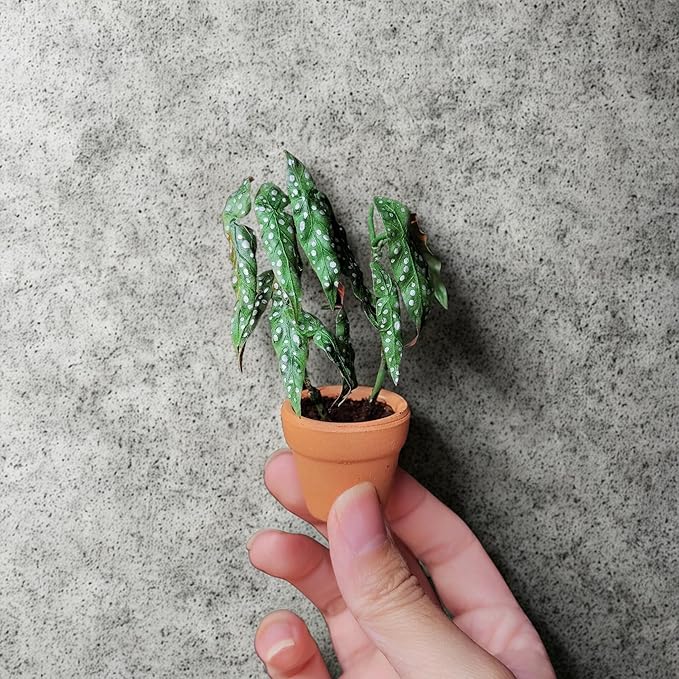 Mini Terracotta Pots – Small Clay Flower Pots for Succulents, Cactus, DIY Crafts, Fairy Garden, School Projects, Mini Planters, Set of 30 (Classic Cylinder, 1.2 Inch)