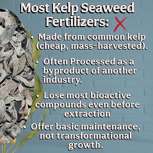 Organic Liquid Kelp & Seaweed Extract (Ecklonia Maxima) Plant Super Food - Indoor Houseplant Fertilizer - Organic Fertilizer for Flowers, Seedlings & Gardens - 12oz Treats 75 Gallons