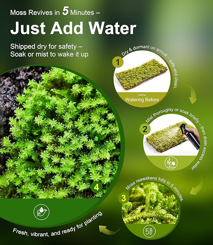 Fresh Real Live Moss Variety Pack for Orchids & Mini Landscapes DIY Terrariums, Bonsai, Reptile Habitats & Potted Plants | Revives Quickly with Mist, Soft Green Texture (Whole 8"x8" Leucobryum Moss)