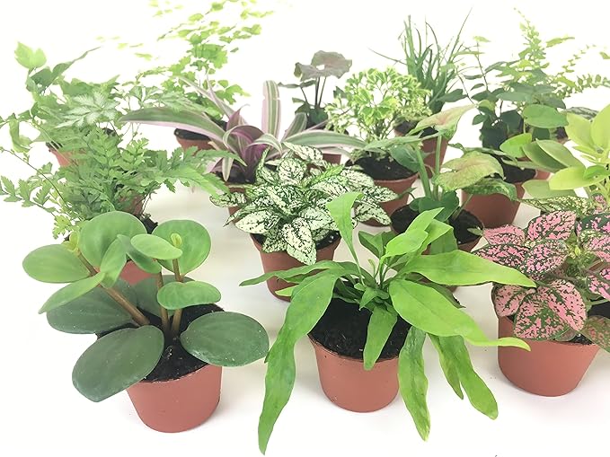 Mini Terrarium Plants (2 Plants) Fairy Garden Plants (Assorted Varieties) (2" Pots)