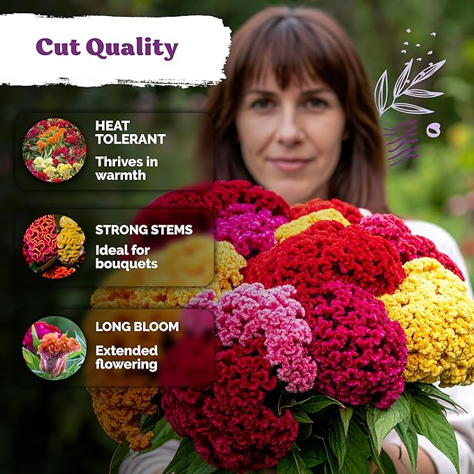 KVITER 150 Chief Mix Cockscomb Seeds (Celosia argentea) – Celosia Seeds for Planting Flowers Vibrant Blooms, Annual Cut Flower Seed Mix – Heat Tolerant Flower Garden Containers, Flowers Beds Outdoors