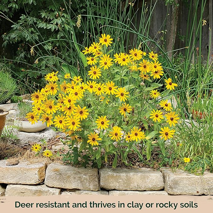 KVITER 10,000 Black Eyed Susan Seeds for Planting (Rudbeckia hirta) – Gloriosa Daisy Wildflower Seed, Heirloom, Non-GMO & Organic – Flower Seeds to Plant Outside & Inside, Borders, Containers