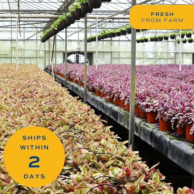 Costa Farms Live Indoor Plant Pack in Plastic Pots, Easy to Maintain, Air Purifying Indoor Houseplants, Assorted Varieties, Room or Office Decor, House Warming Gift, 8-12 Inches Tall, Pack of 4