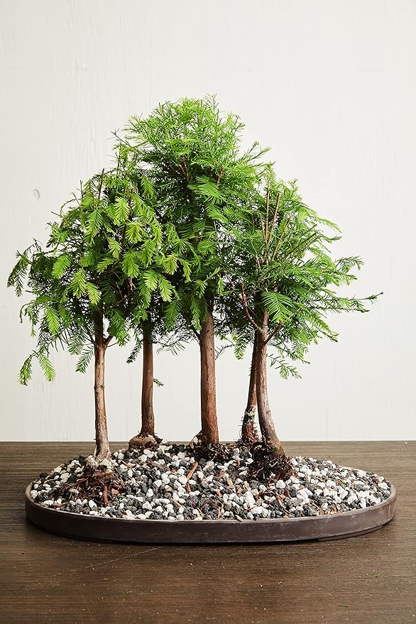 Bonsai Soil All Purpose Mix | Fast Draining Pre Blend (2 Quart Bag) Plant | Pumice, Lava, Calcined Clay and Pine Bark ● Potting Pre Mixed Bonsai Plant Soil Mixture By The Bonsai Supply