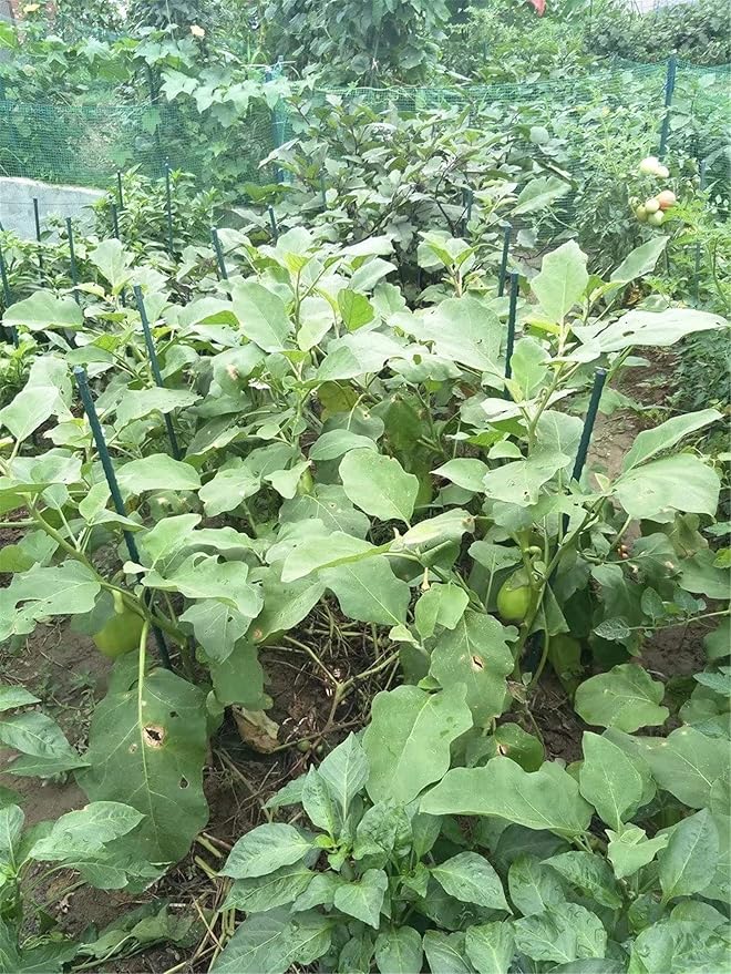 Garden Stakes 55 Inches Steel Plant Stakes Tomato Stakes Garden Poles Pack of 25