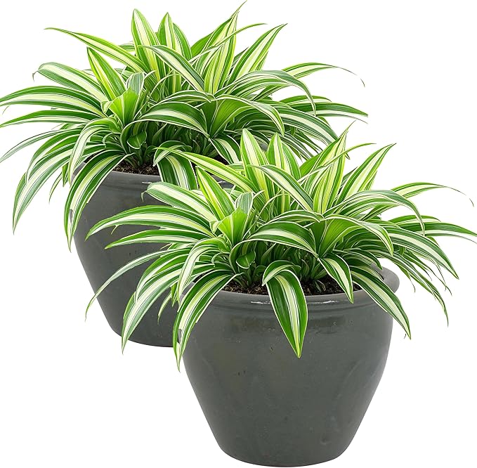 Sunnydaze Round Ceramic Planter - Set of 2 Indoor or Outdoor Plant Pots with Drainage Hole - Chalet - 12" - Gray Glaze