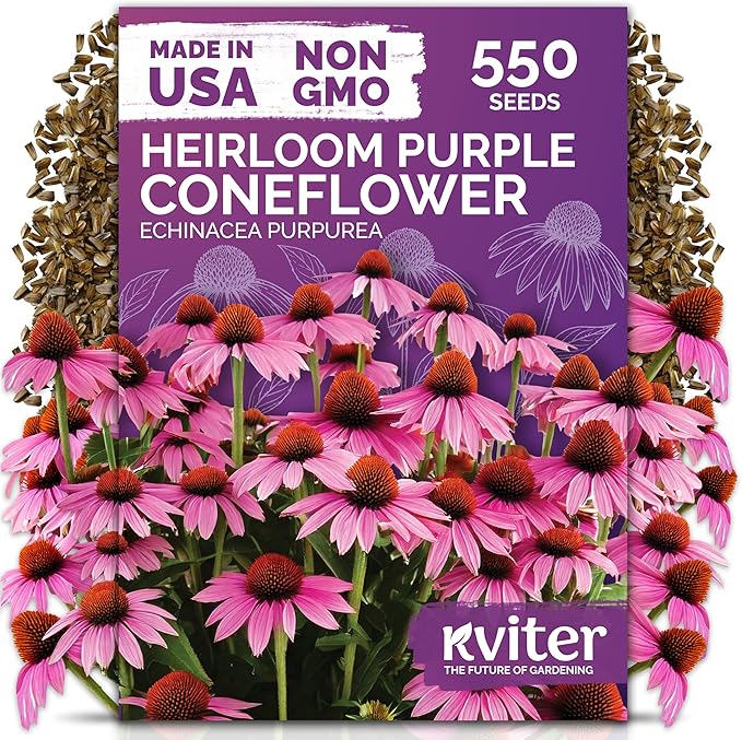 KVITER 550 Purple Coneflower Seeds (Echinacea Purpurea) – Echinacea Herb Flower Seeds For Planting, Medicinal Wild Flower Seed Packets – Wildflower Pollinator for Home Garden, Containers, Flowers Beds