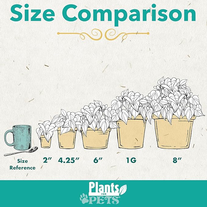 Easy to Grow Houseplants (12 Pack) Live House Plants in Plant Containers, Growers Choice Plant Set in Planters with Potting Soil Mix, Home Décor Planting Kit or Outdoor Garden Gifts by Plants for Pets